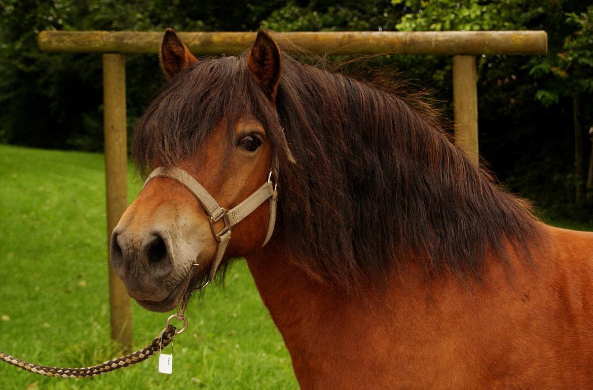 Anden særlig race Aladah Super Mule billede 12