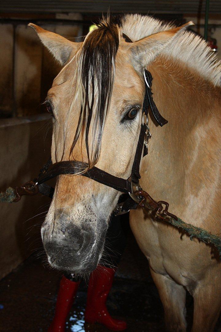 Fjordhest Søgårdens Birk <3 - 
En våd pony, er en ren pony:D<3 
- Foto: Alberte Skov AKA. Skov foto billede 26