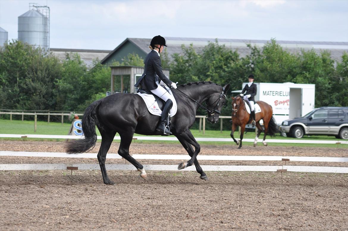 Dansk Varmblod Uniq-Vitz billede 16