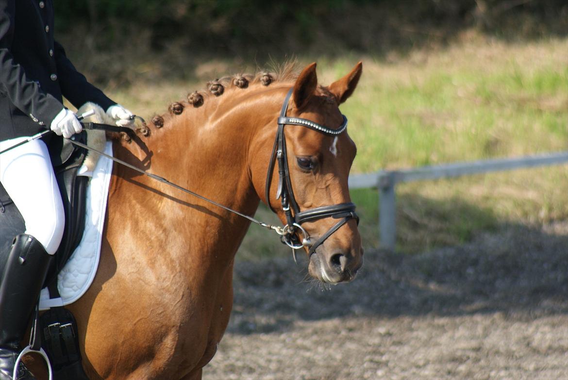 DSP Tofts Gambler billede 1