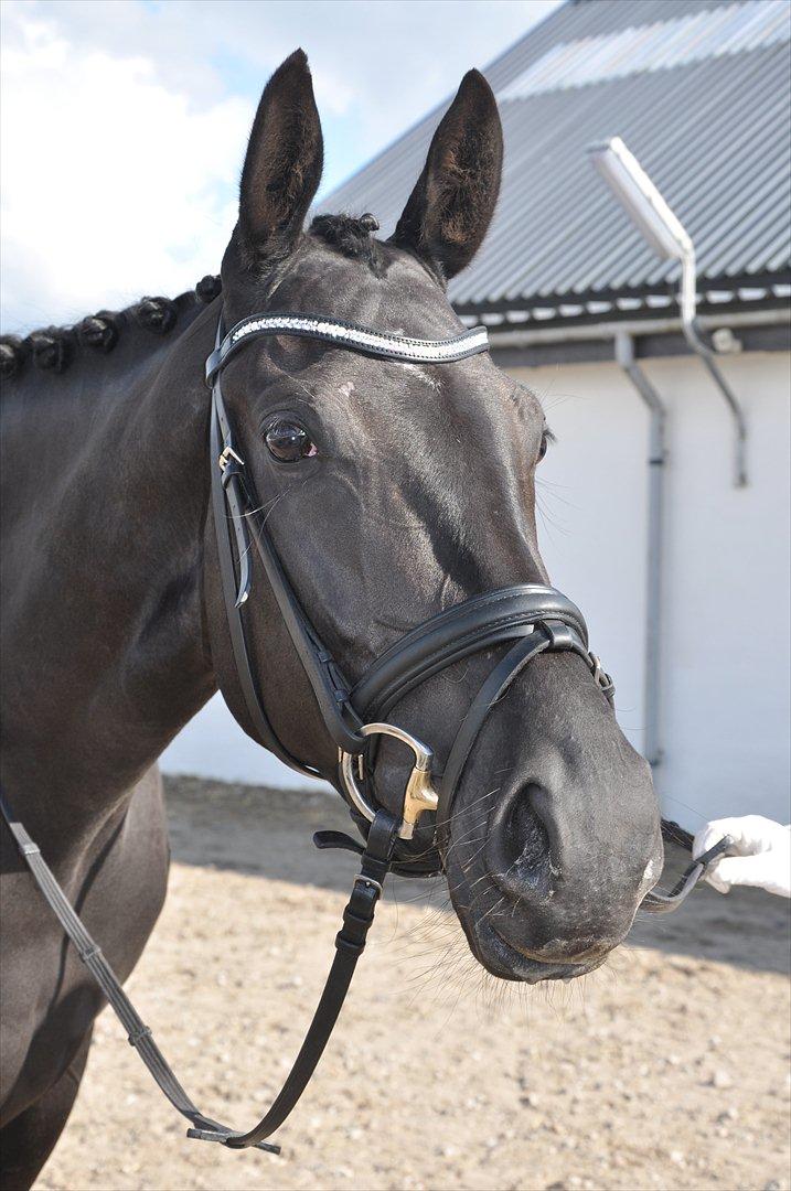 Dansk Varmblod Uniq-Vitz billede 17