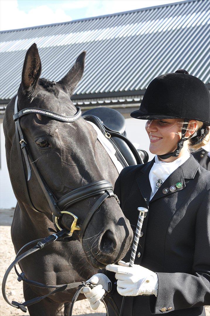 Dansk Varmblod Uniq-Vitz billede 18