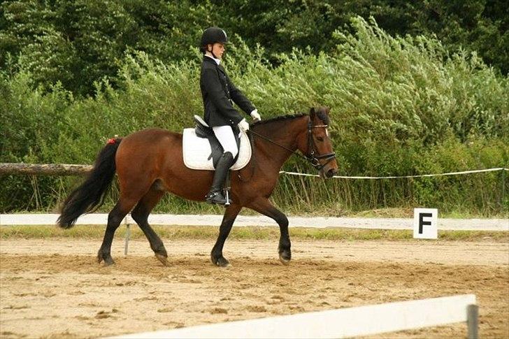 Anden særlig race Nemo - Dressurstævne på Kærbo.
lc1, første stævne sammen  billede 8