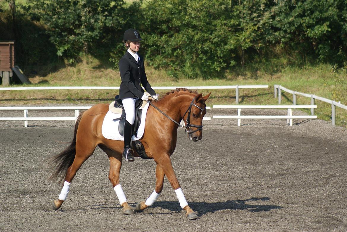 DSP Tofts Gambler billede 17