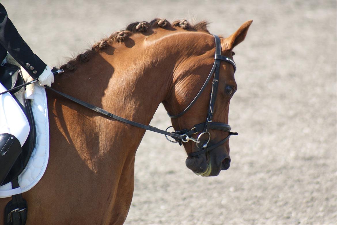 DSP Tofts Gambler billede 18