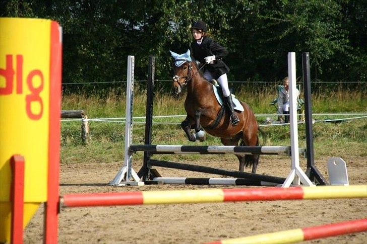 Anden særlig race Nemo - Springstævne på Kærbo.
60 cm sløjfe :) billede 5