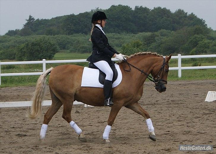 Anden særlig race Lukas! - Trav til stævnet 3. juli 2011 -  KÆGR billede 7