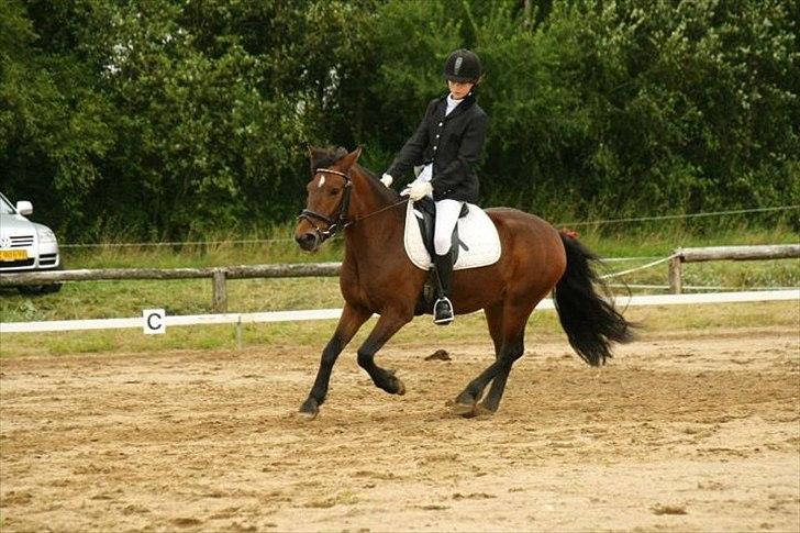 Anden særlig race Nemo - Dressurstævne på Kærbo.
lc1. billede 11