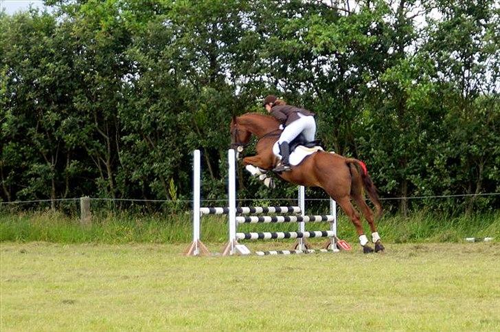 Dansk Varmblod Elbækgårds Lexa billede 5