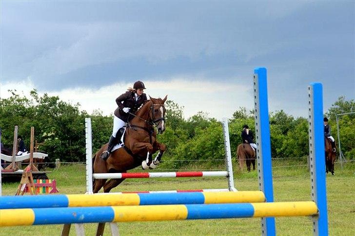 Dansk Varmblod Elbækgårds Lexa billede 3
