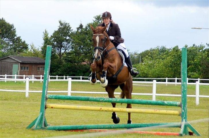 Dansk Varmblod Elbækgårds Lexa billede 1