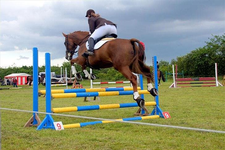 Dansk Varmblod Elbækgårds Lexa billede 8