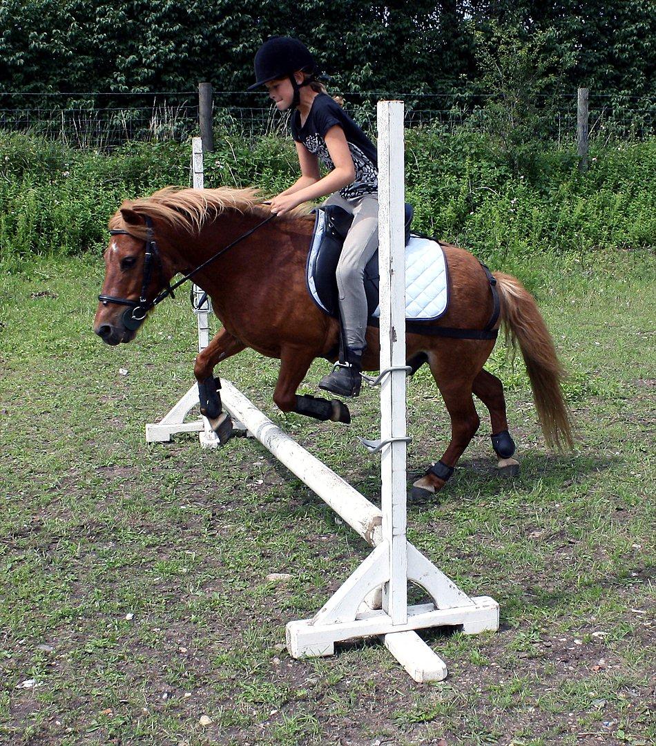 Anden særlig race Kasper - Isabella springer. billede 11