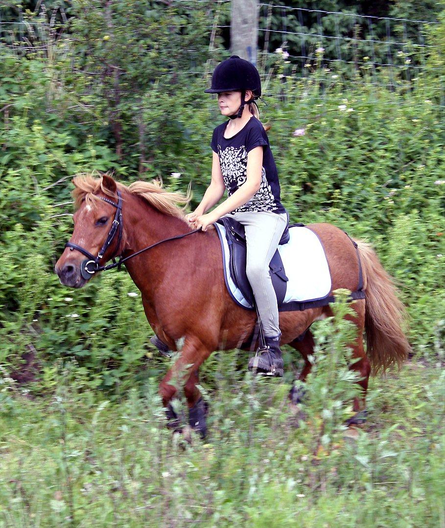 Anden særlig race Kasper - Isabella varmer op til spring. billede 9