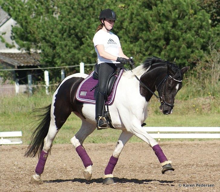 Pinto Vestervangs Miss Zorba - Træning august 2011 :-) billede 5