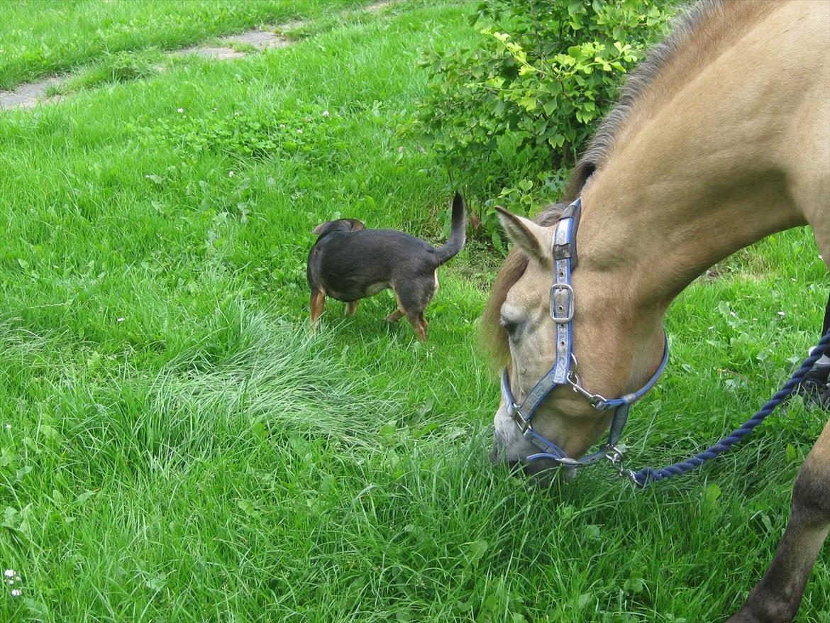 Gotlandsruss Cocos - Cocos og Eddie!<3 billede 8