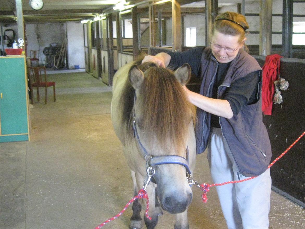 Gotlandsruss Cocos - Cocos får massage af Ilse Sørensen - Pocas. billede 9