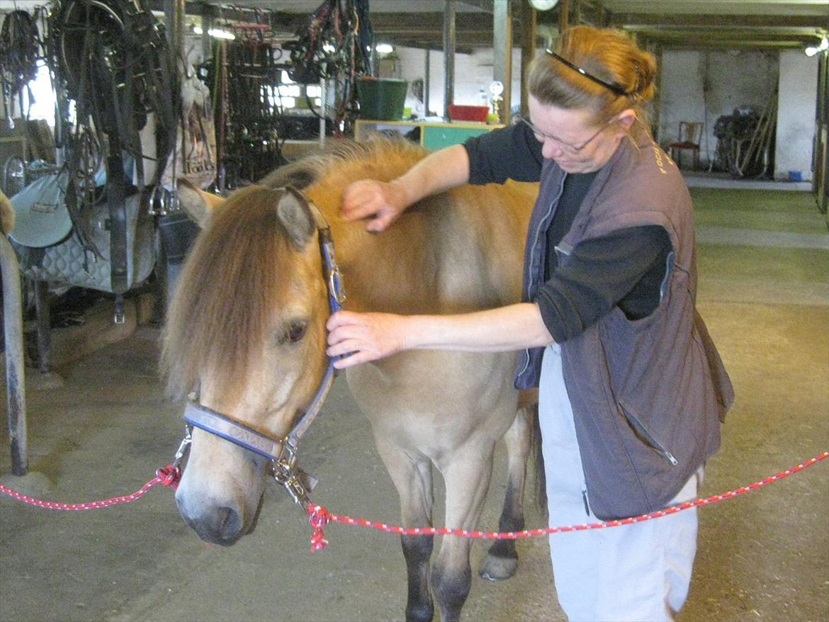 Gotlandsruss Cocos - Mere massage! :) billede 10