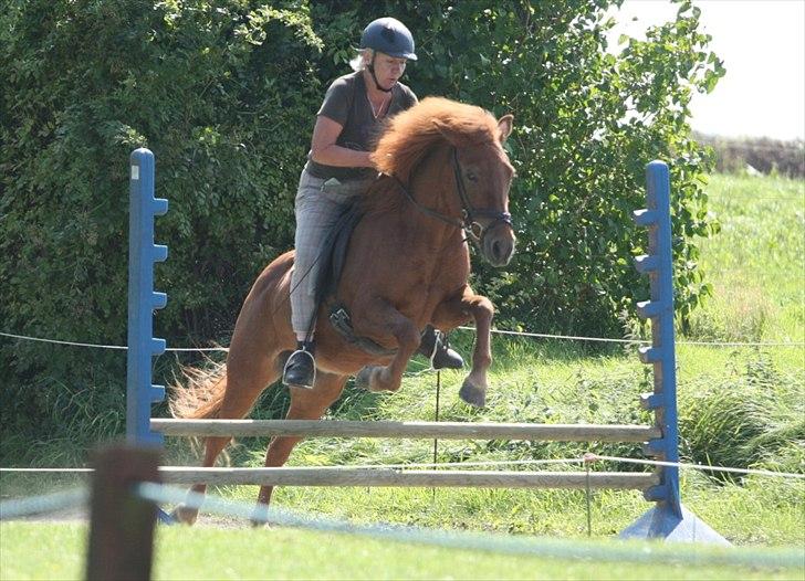 Islænder Embla fra Grønvang - en 6´plads på Dagfaris hyggestævne.. billede 2