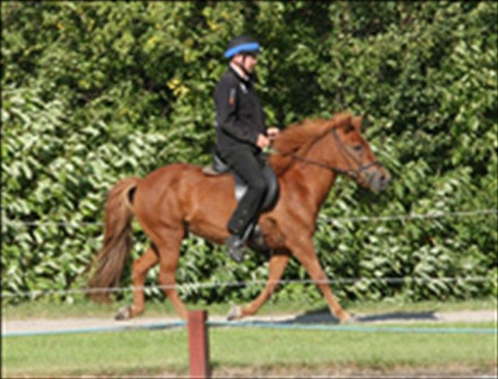 Islænder Embla fra Grønvang - Mogens i fin stil med Embla billede 3