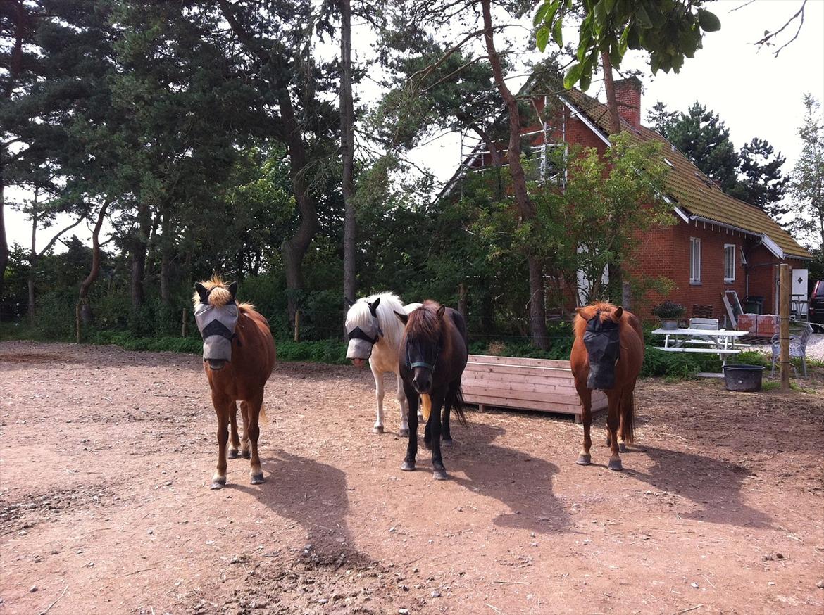 Islænder Embla fra Grønvang - Alle vores fire "tøsser" på folden med " rummasker på "  billede 5