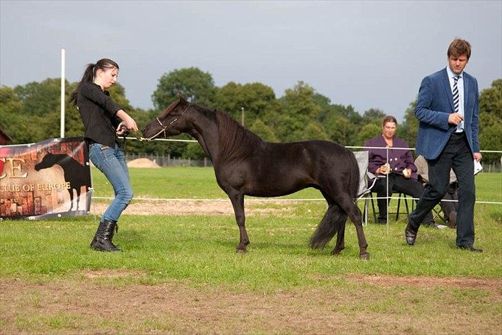 Amerikansk Miniature ***Candylands Southern Secret*** - ***MHCE Danish International 2011***
Reserve Grand Champion Senior Stallions***Foto: Kathrine Erritsø Nielsen billede 12