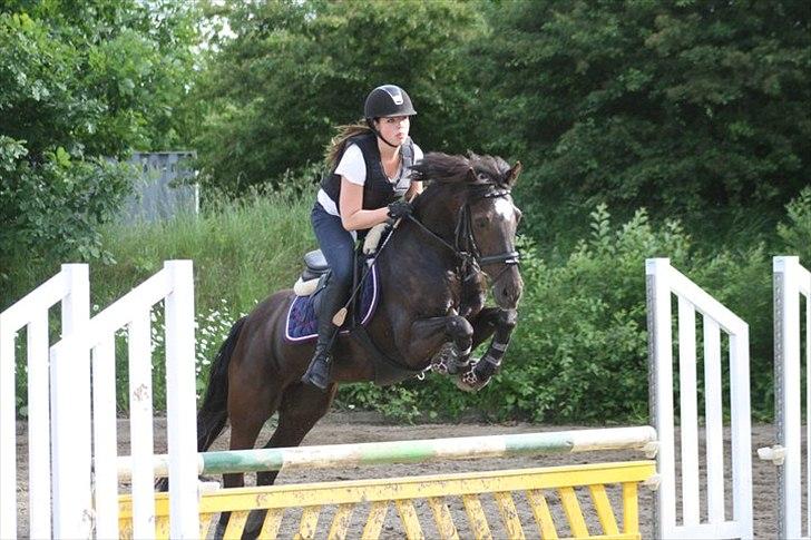 Welsh Cob (sec D) Lesto Marquis - Springtræning hos Sigurd :-D billede 1