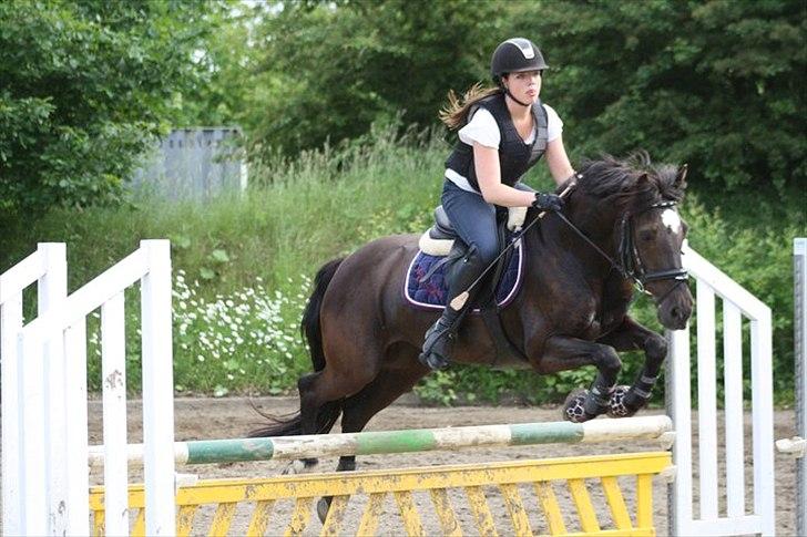 Welsh Cob (sec D) Lesto Marquis - Igen til springtræning :-D  billede 20