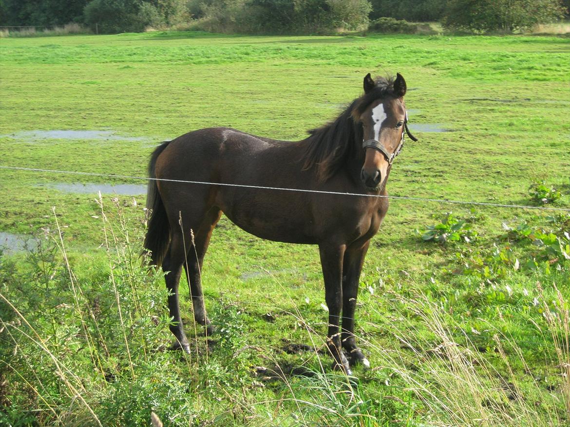 Anden særlig race Endless Beauty - Smukke Beauty, nyeste billede d. 31 august 2011. Er ved at blive en rigtig fin lille pony (: <3 billede 1