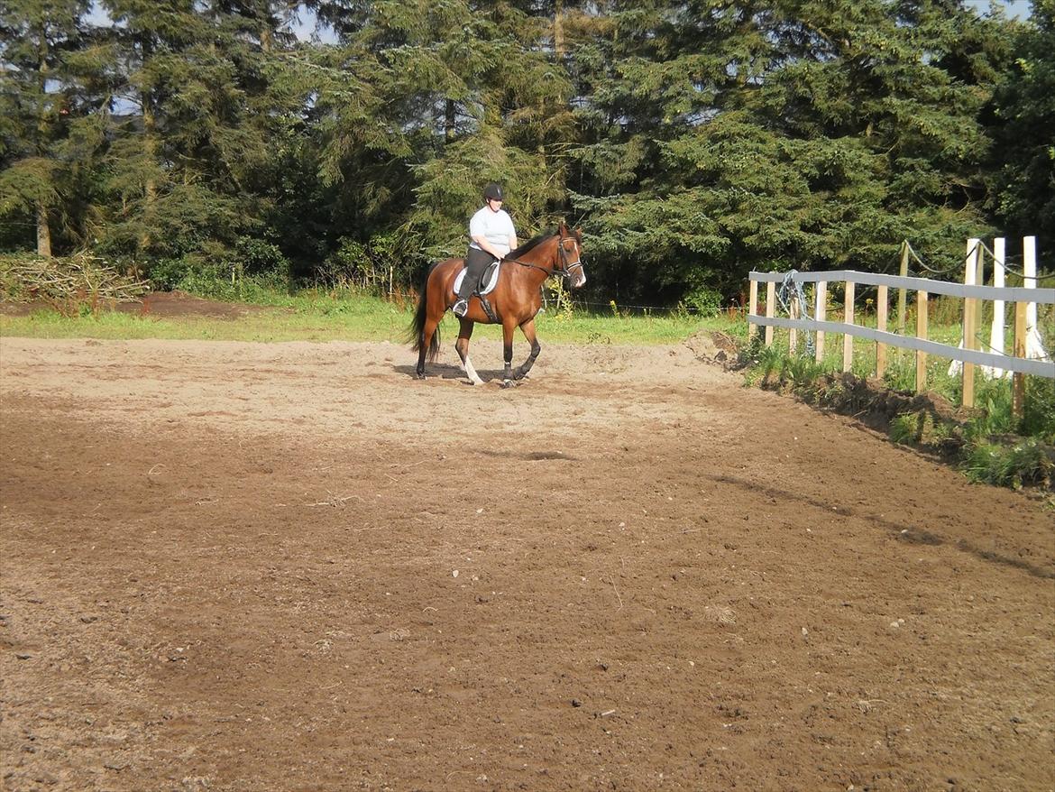 Anden særlig race Lazal << SOLGT >> - :D billede 6