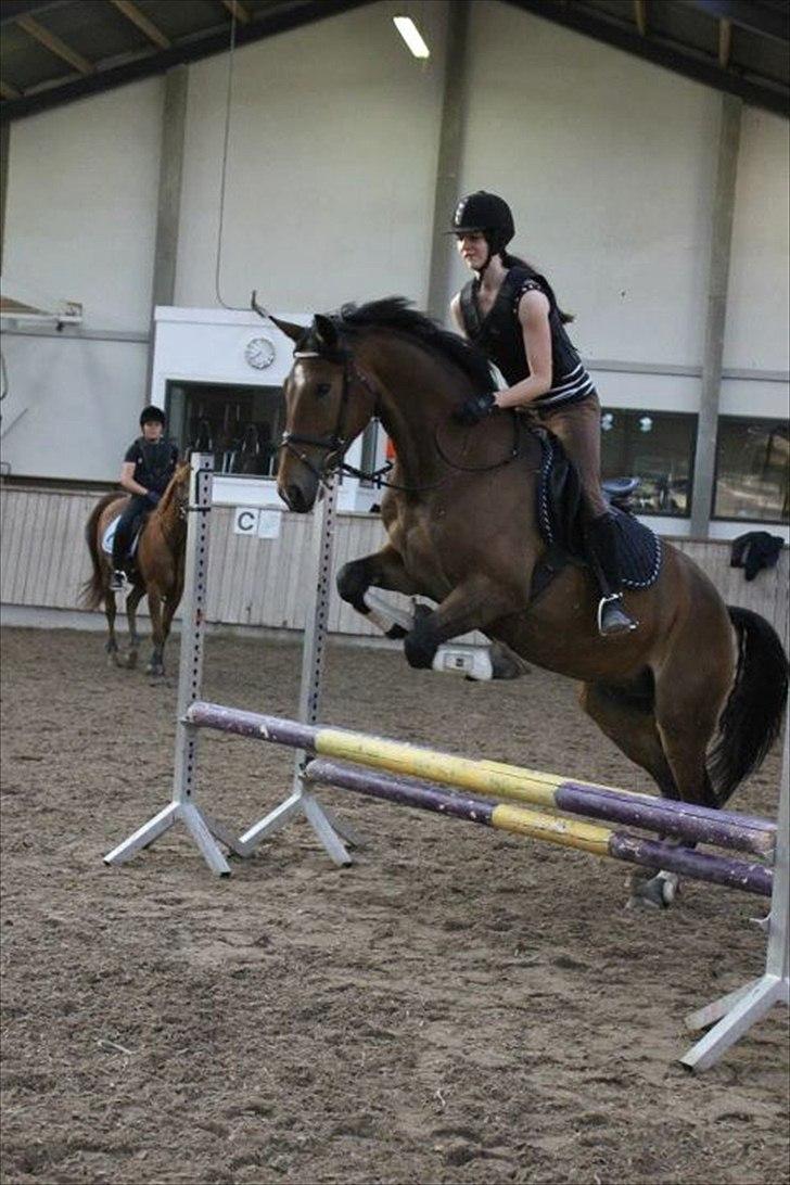 Dansk Varmblod Bounty - Springtræning ! billede 12