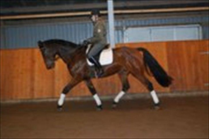 Dansk Varmblod Cosmopolitan B. - Cosmo bliver her redet hos Dennis Holst billede 8