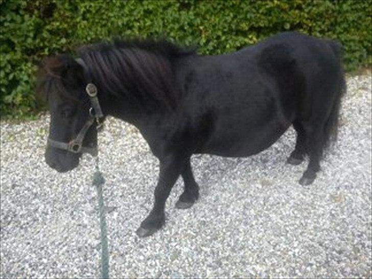 Shetlænder Rikke billede 9