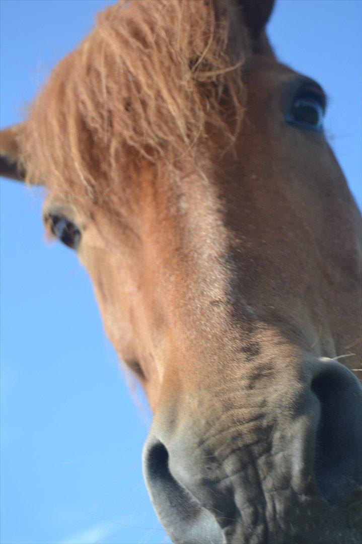 Islænder Toke |I Miss You| billede 17