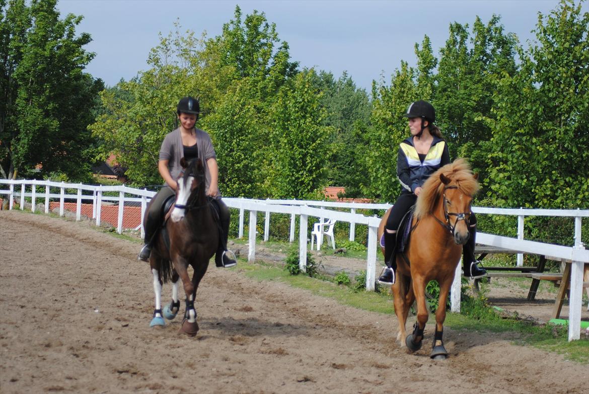 Islænder Gletta fra Stenbjerg.  - Xavier & Gletta dressur træning d. 4 Juli 2011.
Team Rasmussen . :-) billede 10
