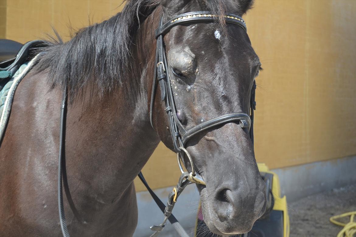 New Forest Kimberly |Prinsesse| billede 19