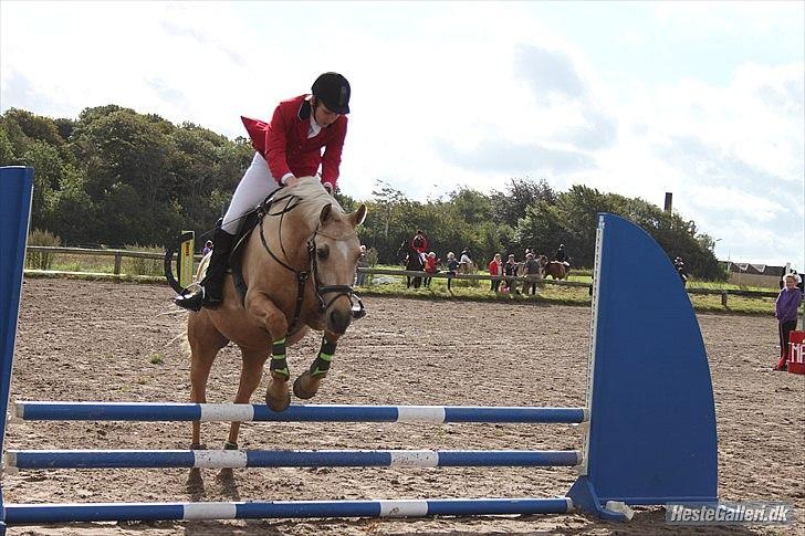 Palomino Klepholms Pegasos/Palle - Kenni og Palle i Gedsted
foto: Julie Andersen
 billede 2