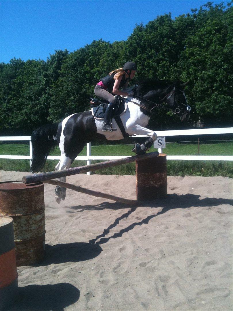 Pinto Star<3 - 90 cm<33 billede 4