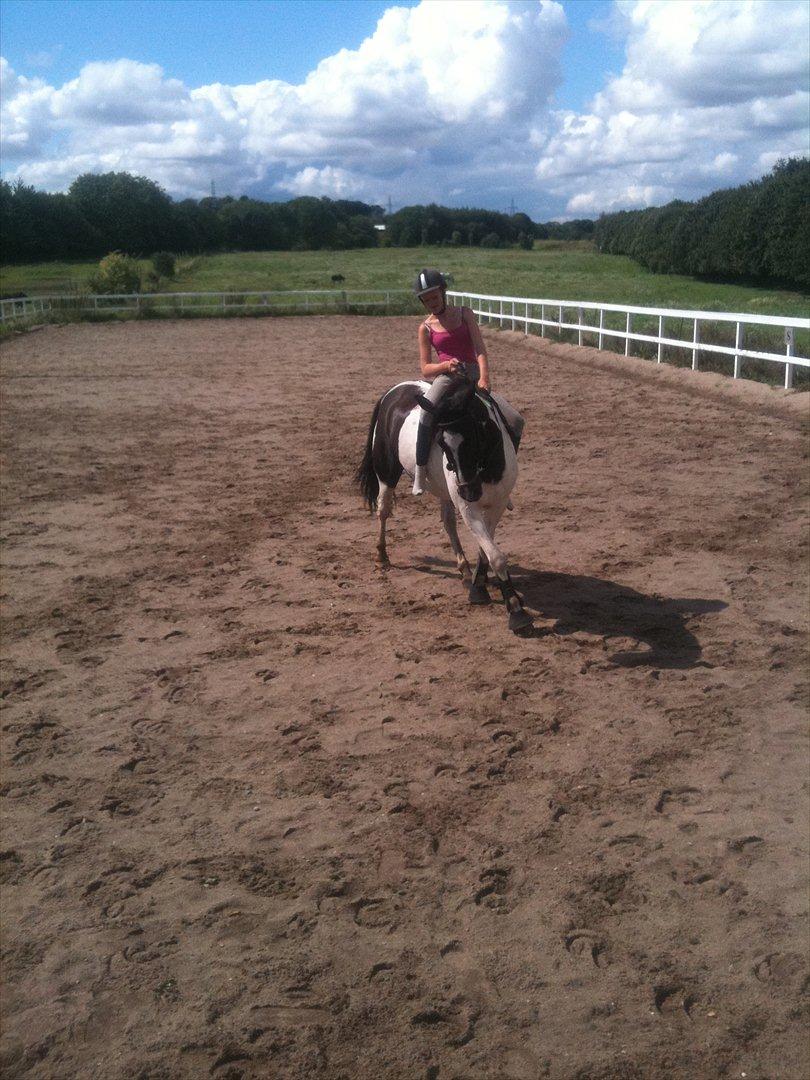 Pinto Star<3 - Dressur på bassen<33 billede 14