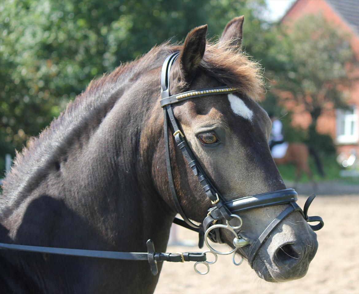 Welsh Partbred (Sec F) Backersdals Gaston  billede 14