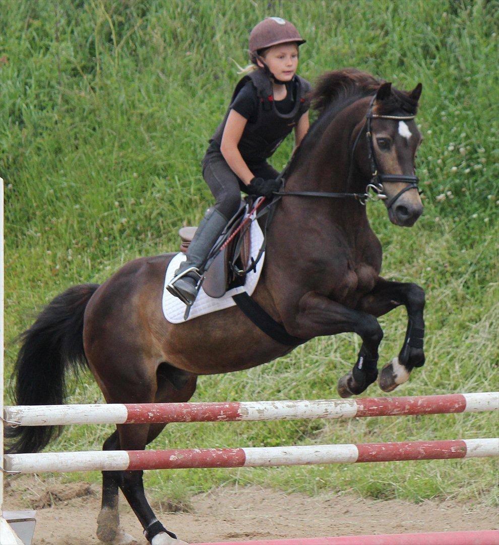 Welsh Partbred (Sec F) Backersdals Gaston  billede 15