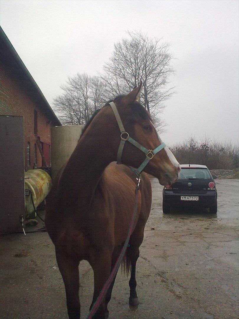 Fuldblod (XX) Final Answer (Aleksander) billede 18