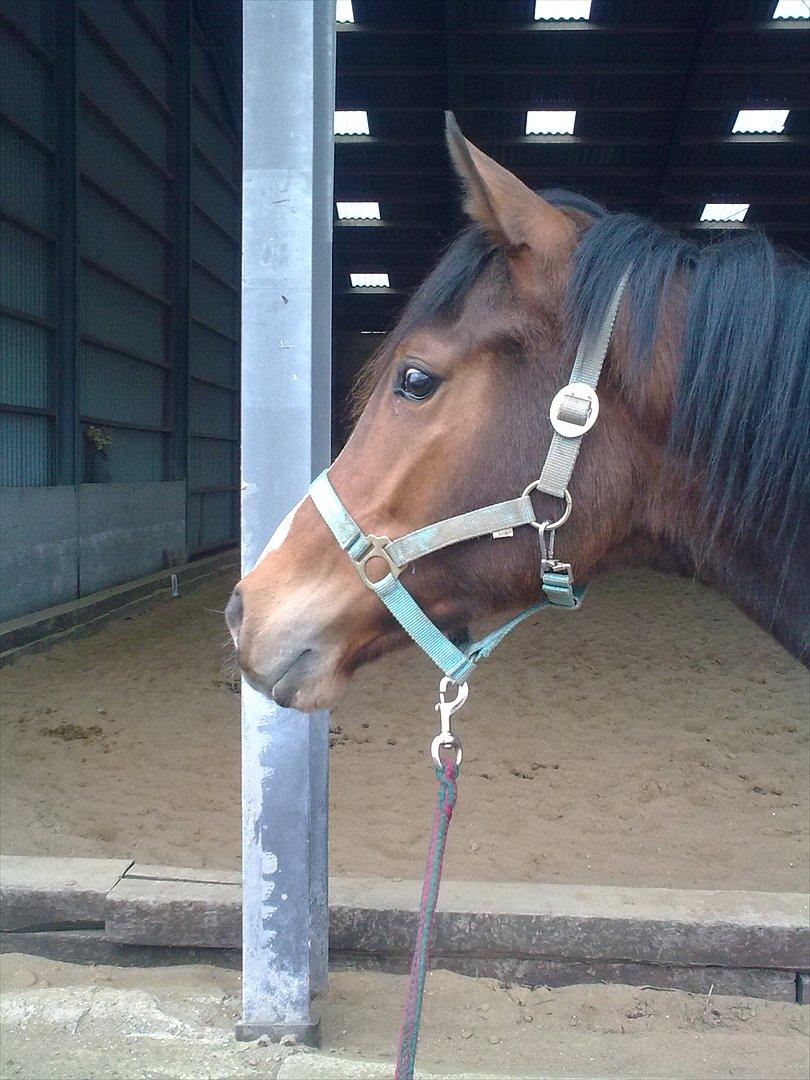 Fuldblod (XX) Final Answer (Aleksander) billede 3