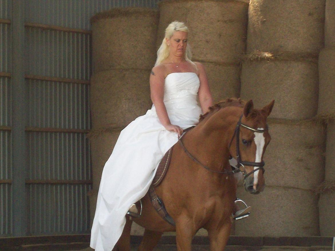 Dansk Varmblod Premira Pride * Himmelhest* <3 billede 19