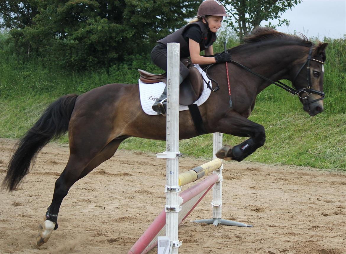 Welsh Partbred (Sec F) Backersdals Gaston  billede 16