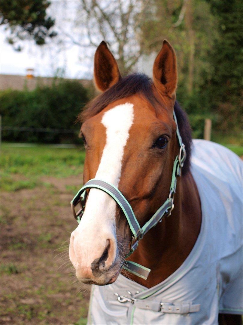 Tysk Sportspony Artos (fedtmulen) B-pony - Du er mit lys på en trist dag mit alting (L) Smukke tosse på folden i september 2011 ! <3 :') Foto: Mig billede 15