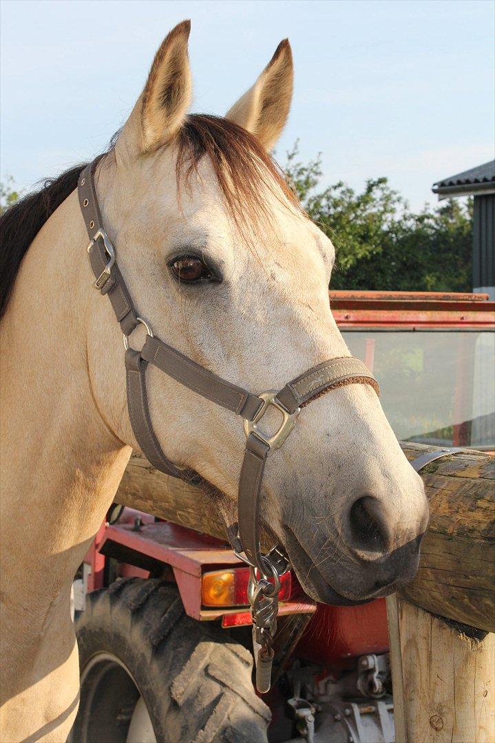 Anden særlig race Cee Bee Gipsy R.I.P - 07.07.11  billede 15
