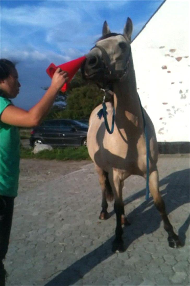 Anden særlig race Cee Bee Gipsy R.I.P - 15.08.11 Klikkertræning - han er en FAST LEARNER :)  billede 5