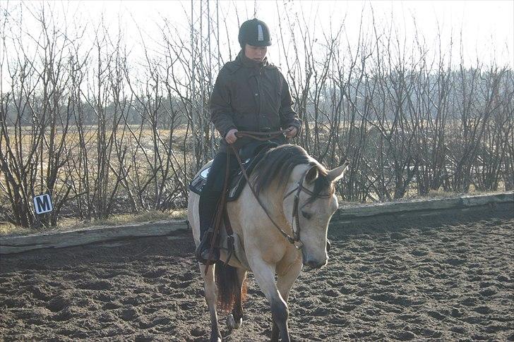 Anden særlig race Cee Bee Gipsy R.I.P - 20.03.11 - Vores første western time :)  billede 3