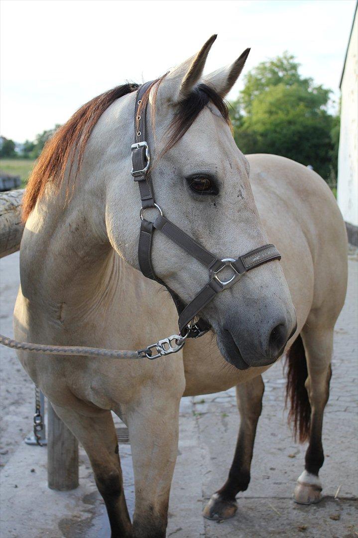 Anden særlig race Cee Bee Gipsy R.I.P - 29.06.11 - Smukke dreng <3 billede 1